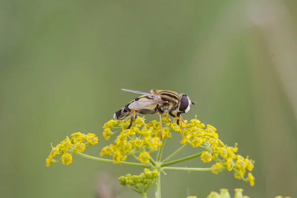 Schwebfliege Sitzt Auf Den Grün Gelben Dolden Der Pastinaken — Stockfoto