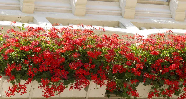 Flower Decorated Facade Balconies Historic Wooden House Sankt Blasien Black — Stock Photo, Image