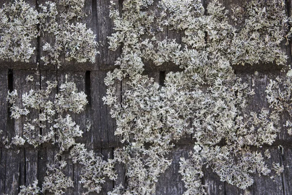 Lichen covered wood shingle cladding on an old house in the Black Forest