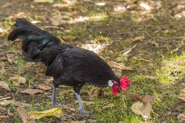 Nadir doğurmak Augsburger tavuk Bantam Rooster Gıda çim arar