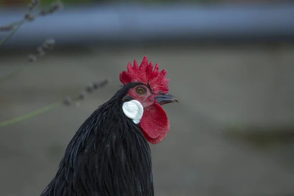 Κόκορας Από Σπάνια Ράτσα Augsburger Κοτόπουλο Μικρόσωμο Ψάχνει Για Τρόφιμα — Φωτογραφία Αρχείου