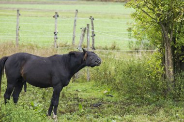 atış gülümseyen at gün zaman