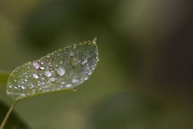 Close-up rock armut su ile yaprak düşer