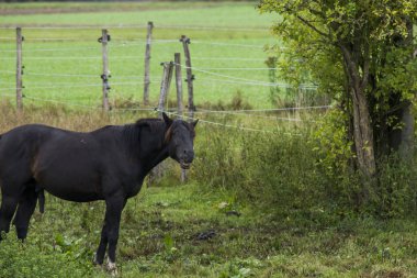 atış gülümseyen at gün zaman