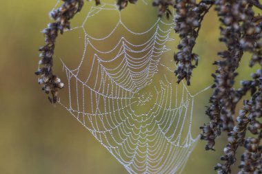 Güneş ışığı altında bir sıcak bokeh arka plan küçük çiğ damlaları ile ihale örümcek ağı parlar