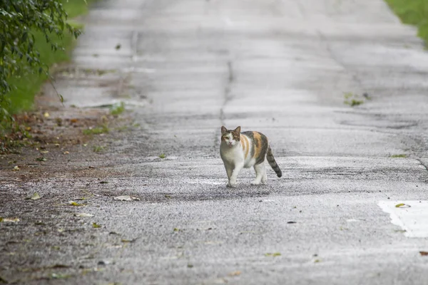 Gatto Domestico Tabby Che Cammina Una Strada Bagnata — Foto Stock