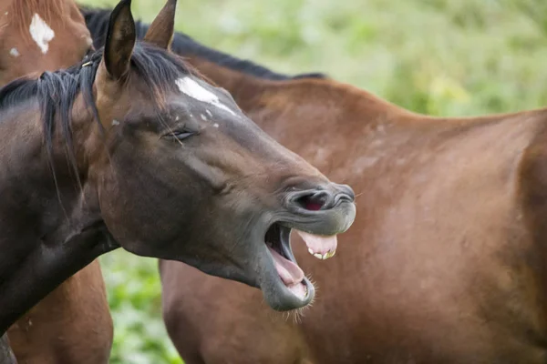 Retrato Caballo Pardo Riendo — Foto de Stock