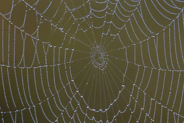 Una Tierna Telaraña Con Pequeñas Gotas Rocío Brilla Luz Del —  Fotos de Stock