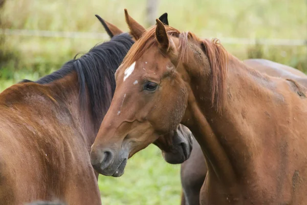Group Horses Pasture — Stock Photo, Image