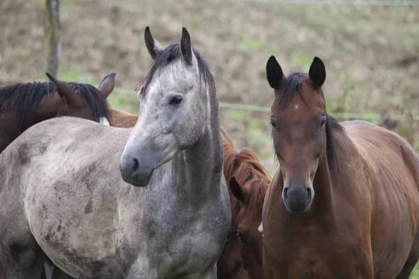 Grupo Caballos Pasto — Foto de Stock