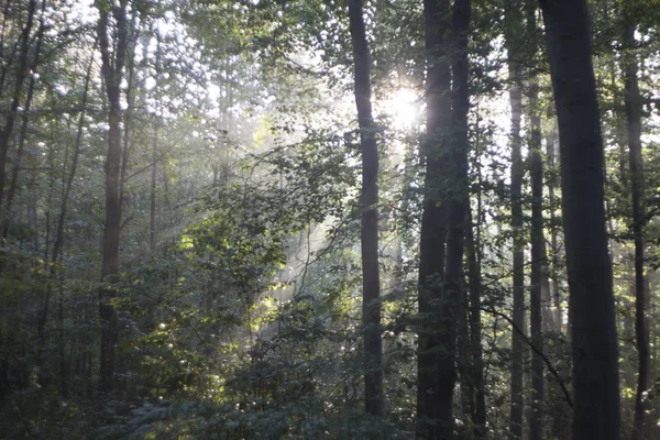 Sunbeams fall through the branches of trees