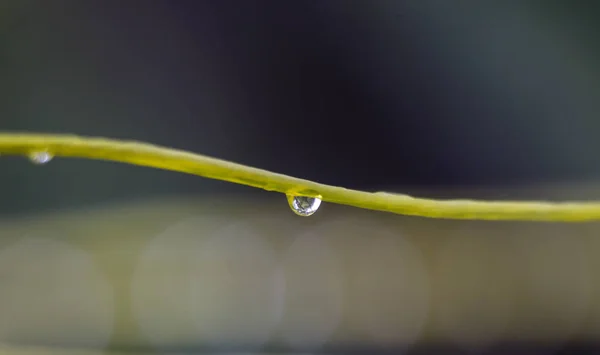 Gros Plan Une Goutte Pluie Sur Une Corde Linge — Photo