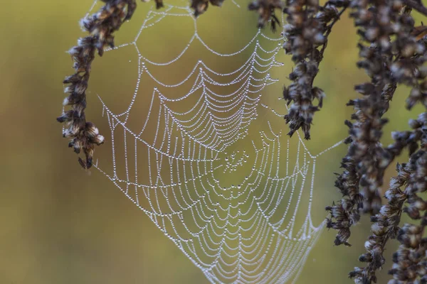 温かみのあるボケ味を背景に日光の下で輝いている小さな露の滴で柔らかいクモの巣 — ストック写真