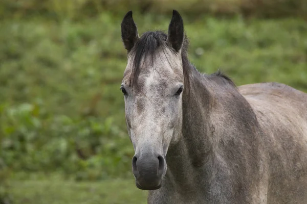 Sonriente Caballo Día Tiempo Disparo — Foto de Stock