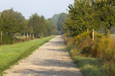 Apple ağaçlı toprak yol sabah güneş ışığında