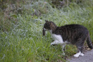 Kedi fare leşi ağzına sonra fare avı taşır