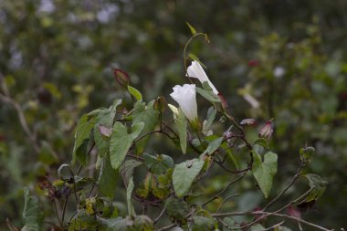 Çiçekli bir sarmaşık