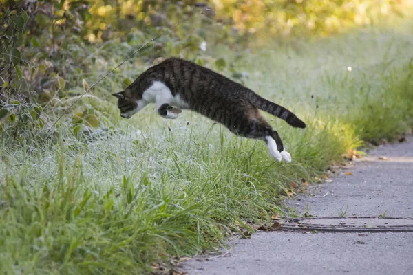 Kočka Myš Skáče Zrání Kryté Trávy — Stock fotografie