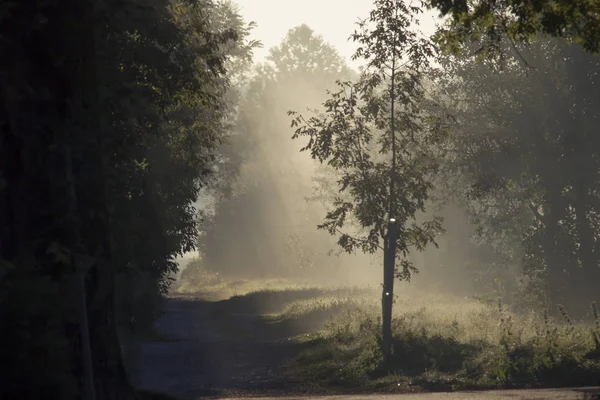 Polnej Drodze Rannej Mgle Prowadzi Światła Między Drzewami — Zdjęcie stockowe
