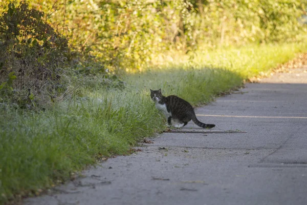 Gatto Sul Topo Caccia Salti Erba Coperta Maturazione — Foto Stock