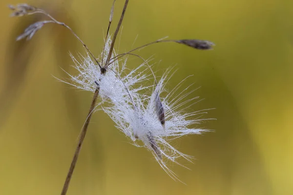 Distel Bloesem Vochtig Van Ochtenddauw — Stockfoto