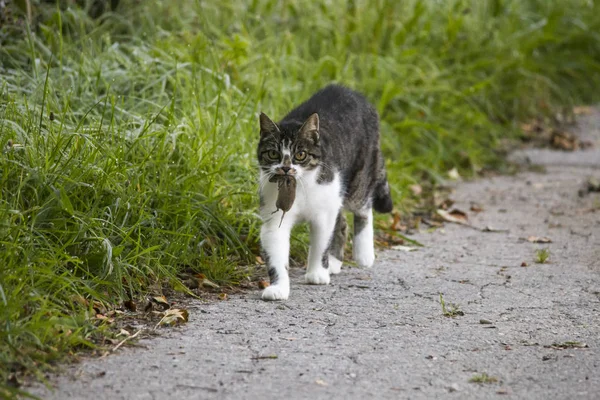 Cat carries a dead mouse in the mouth after the mouse hunt