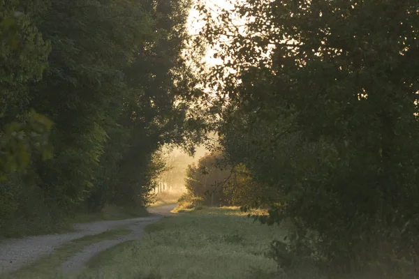 Dirt Road Morning Mist Leads Light Trees — Stock Photo, Image
