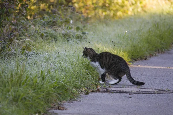 Cat Mouse Hunt Leaps Maturing Covered Grass — Stock Photo, Image