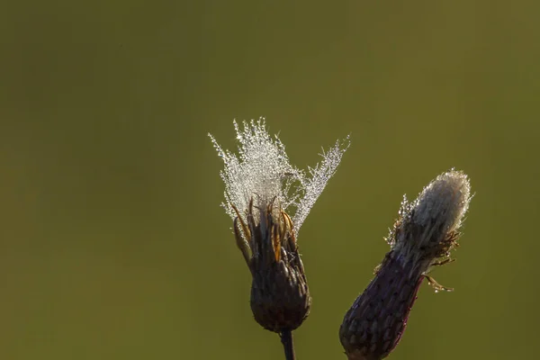 Distel Bloesem Vochtig Van Ochtenddauw — Stockfoto