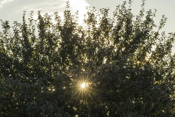 Sunbeams Fall Branches Tree — Stock Photo, Image