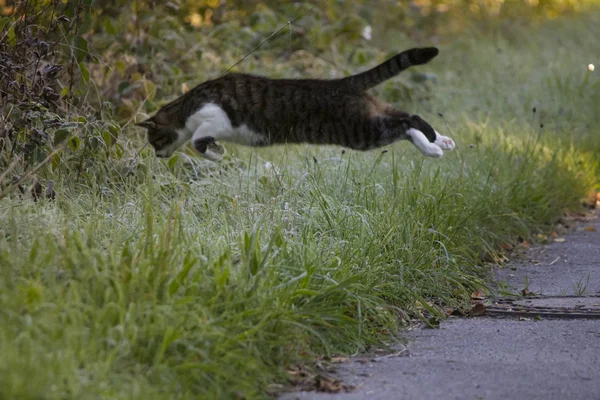 Gatto Sul Topo Caccia Salti Erba Coperta Maturazione — Foto Stock