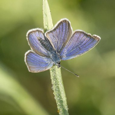 Su damlaları ile çimenlerin üzerinde oturan kelebek yakın çekim