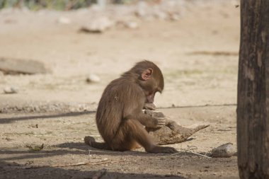 Küçük maymun gıda yerde arıyorsunuz