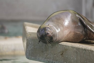 taş üzerinde mühür, ön plana odaklanmak