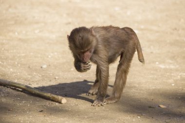 Küçük maymun gıda yerde arıyorsunuz