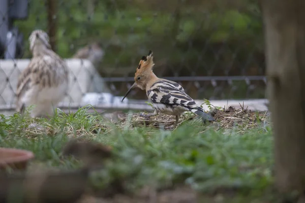 Hoopoe Frente Cerca Del Jardín Hierba Enfoque Selectivo — Foto de Stock