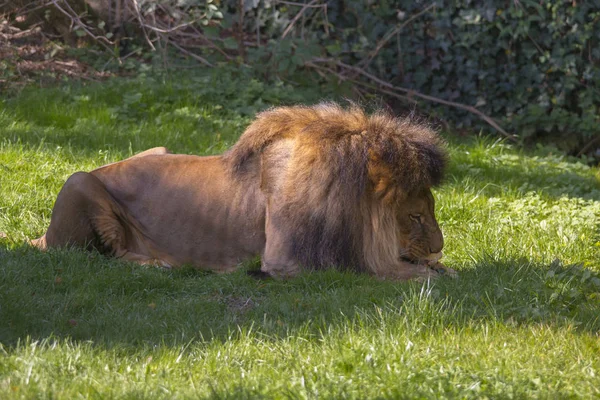 Lion lying on meadow and gnawing bone