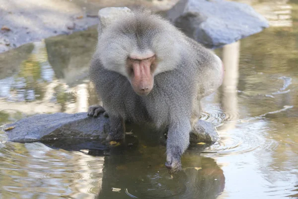 Babbuino Maschio Cerca Cibo Acqua — Foto Stock