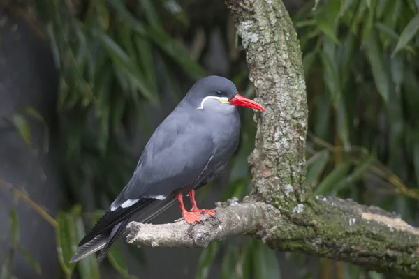 Close Van Inca Sterns Vogel Zittend Een Tak — Stockfoto