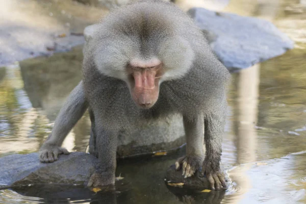Babuíno Masculino Procurando Comida Água — Fotografia de Stock