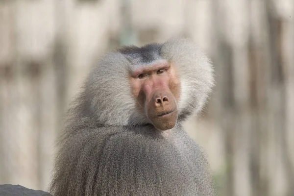 Portrait Adult Hamadryas Male Baboon — Stock Photo, Image