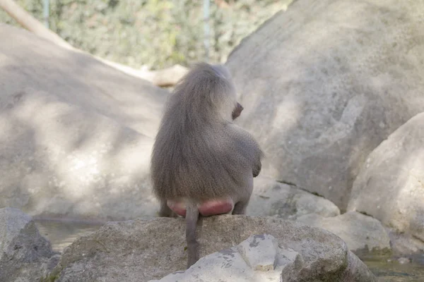 Male Baboon Sitting Large Rocks — Stock Photo, Image