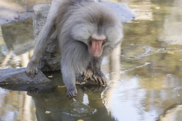Babuíno Masculino Procurando Comida Água — Fotografia de Stock