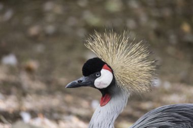 Kameraya bakarak vinç portre gri taç