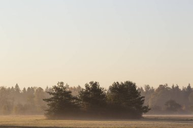 Sabah sis çayır üzerinde ağaç görünümü