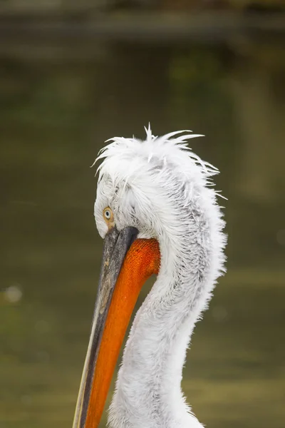 Close up of Dalmatian Pelican brushing feathers near water