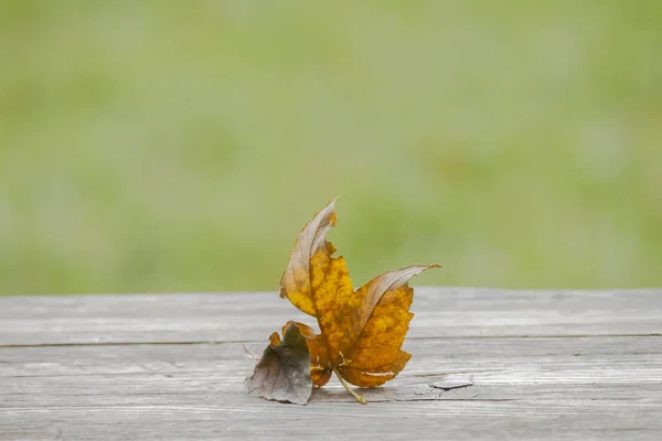 Leaves Wooden Background Selective Focus — Stock Photo, Image