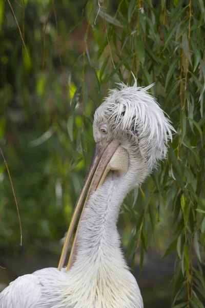 Close up of Dalmatian Pelican brushing feathers near water