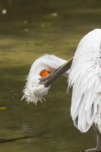 Primo Piano Della Dalmazia Pelican Spazzolatura Piume Vicino All Acqua — Foto Stock