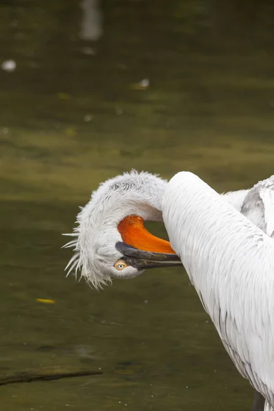 Close up of Dalmatian Pelican brushing feathers near water